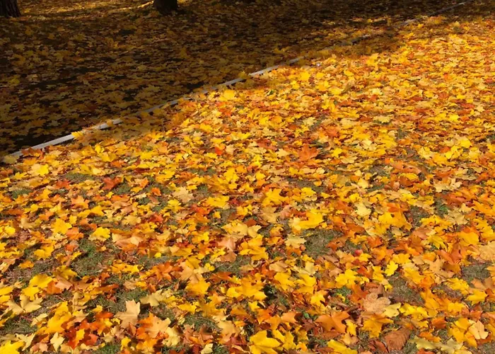 Rila North بيت ضيافة 3*