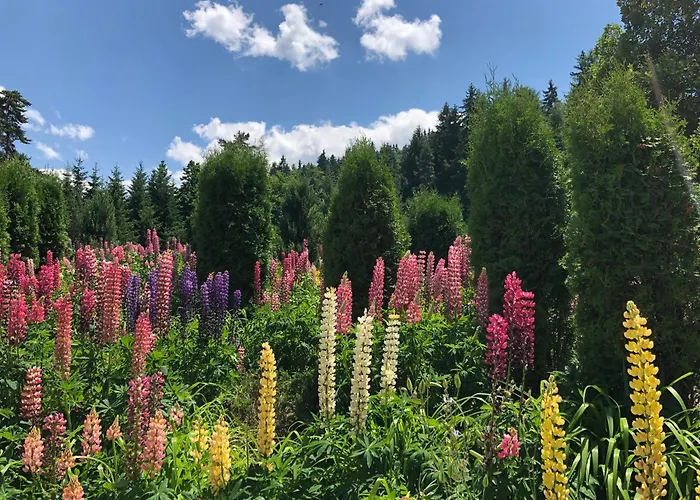 Rila North 3* ساموكوف